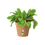 green basics growpot 13cm mild terra